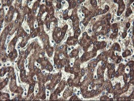 UBE2J1 Antibody (clone OTI3D1)