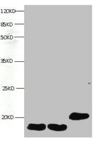 FABP3 / H-FABP Antibody