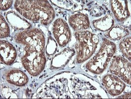 CD45 / LCA Antibody (clone OTI1B7, Carrier-free)