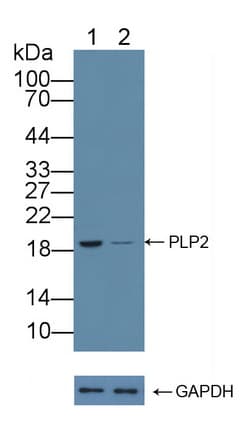 A4 / PLP2 Antibody