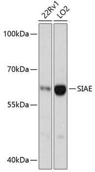 Polyclonal Rabbit anti-Human SIAE Antibody (WB)