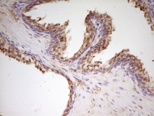 Monoclonal Mouse anti-Human APOH / Apolipoprotein H Antibody (clone OTI2C9, aa120-345, IHC, WB)