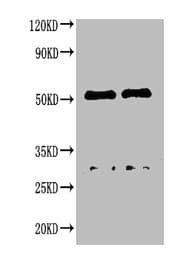 Rabbit Anti-Dog IgG Secondary Antibody