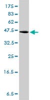 PathPlus™ GPR3 Antibody (clone 3B4-G3)