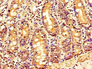 FAM151B Antibody