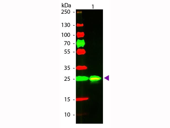 GST / Glutathione S-Transferase Antibody (TR)