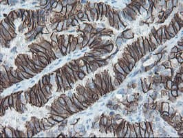 SRPRB Antibody (clone OTI1D9)