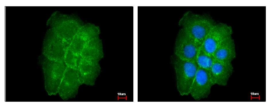 CAV2 / Caveolin 2 Antibody (aa1-45)