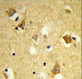 APOBEC3F / ARP8 Antibody (aa22-48)