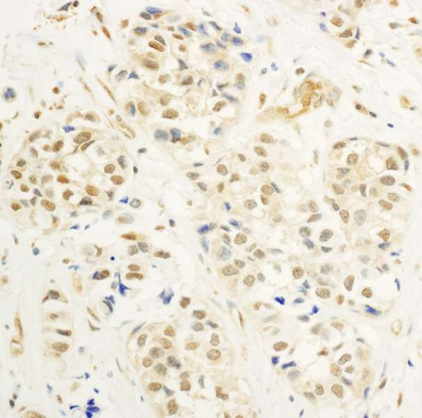 cmyb Antibody (aa175-225)