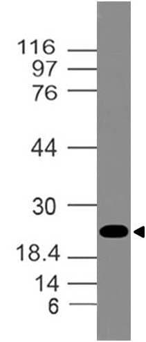 HMG1 / HMGB1 Antibody