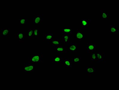 HIST1H3A Antibody