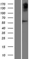 OVCH2 Protein (Over-Expression Lysate Myc-DDK (Flag))