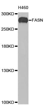 FASN / Fatty Acid Synthase Antibody