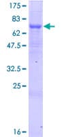 Human SQRDL Protein (Recombinant GST)