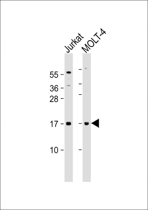 CD3D Antibody