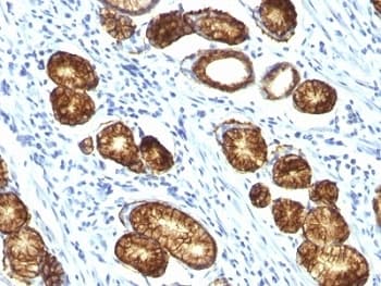 MUC6 / MUC-6 Antibody (clone MUC6/916)