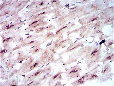 SLC2A4 / GLUT-4 Antibody (aa224-353, clone 3G10A3)