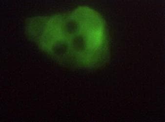 Polyclonal Rabbit anti-Human ERO1A / ERO1L Antibody (N-Terminus, WB)
