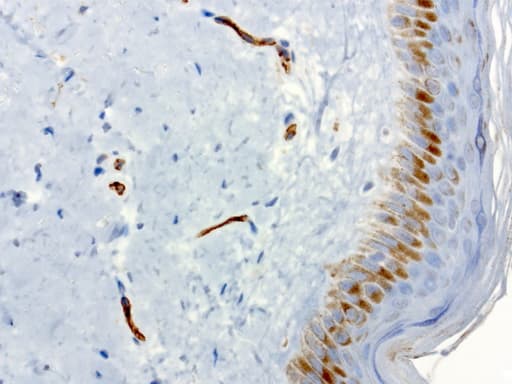 PECAM-1 / CD31 Antibody (clone UMAB30)