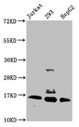 Polyclonal Rabbit anti-Human HIST1H3A Antibody (IF)