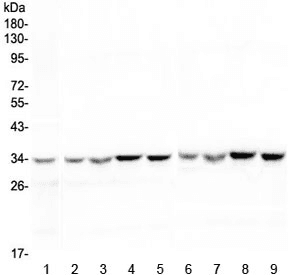 HLF Antibody