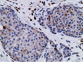 CD80 Antibody (clone OTI2B11)