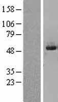 INPP5K / SKIP Protein (Over-Expression Lysate Myc-DDK (Flag))