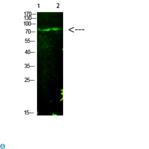Histone H3 Antibody