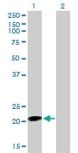 RHOC Antibody (clone 2E12)