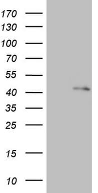 RBFOX1 / A2BP1 Antibody (aa1-210, clone OTI2D10)