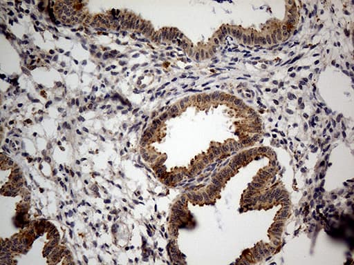 NAGA Antibody (clone OTI3A4, Carrier-free)