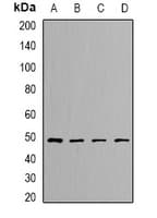 DLST / E2 Antibody