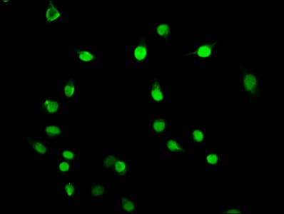 HIST1H3A Antibody