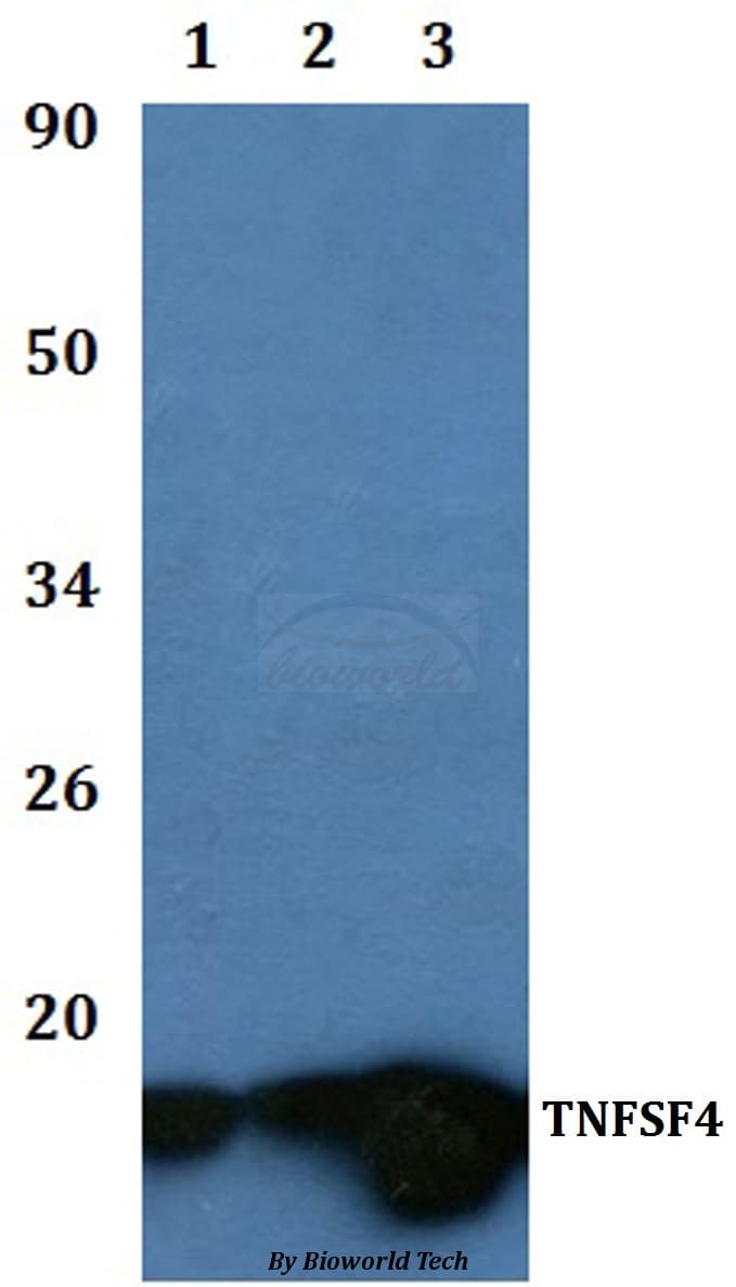 TNFSF4 / OX40L / CD252 Antibody