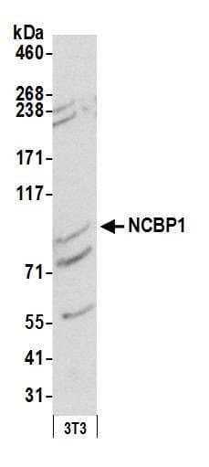 NCBP1 / CBP80 Antibody (aa482-532)