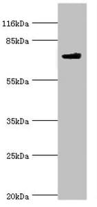 MTMR7 Antibody (aa1-660)