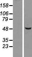 SNX5 Protein (Over-Expression Lysate Myc-DDK (Flag))
