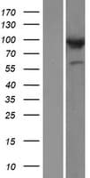 COG3 Protein (Over-Expression Lysate Myc-DDK (Flag))