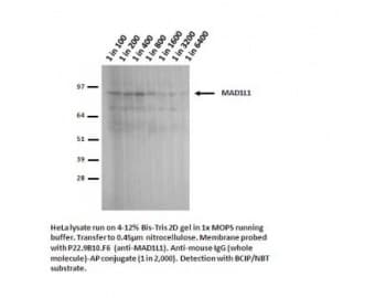 MAD1L1 / MAD1 Antibody (clone 9B10)
