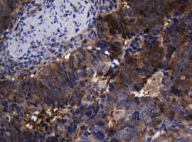 TSC22D1 / TSC22 Antibody (clone OTI4A11, Carrier-free)
