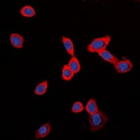 ADGRG6 / GPR126 Antibody (Internal)