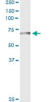 BTD / Biotinidase Antibody (clone 3B10-2B3)