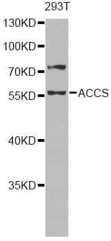 Polyclonal Rabbit anti-Human ACCS / ACS Antibody (IHC, IF, WB)