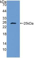 BAX Antibody (APC)