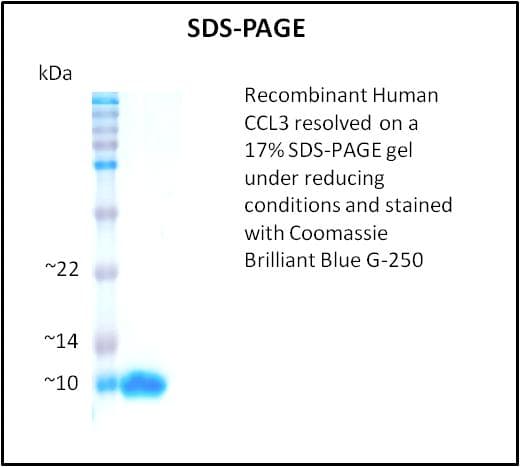 Human CCL3 / MIP-1-Alpha Protein (Recombinant)