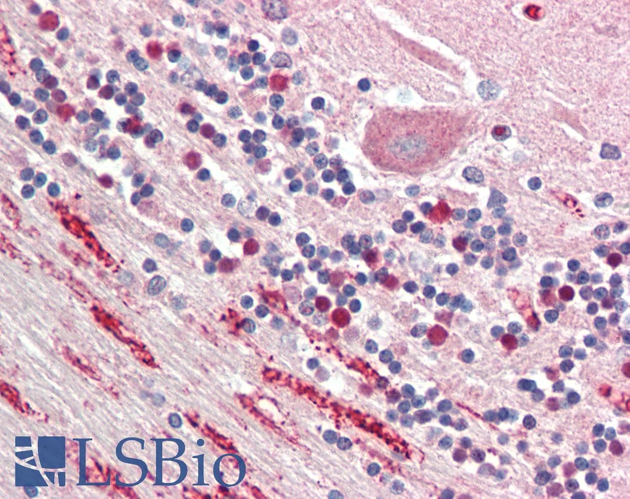 IHC-plus™ NPTX1 Antibody (aa197-211)