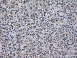 TSC501 / NAT8 Antibody (clone OTI6H3)