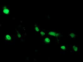 ARL2BP / BART Antibody (clone OTI1A10)