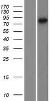 Human TRIM67 Protein (Over-Expression Lysate Myc-DDK (Flag))